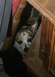 Found/Stray Unknown Dog last seen Meridian, Meridian, CA 95957