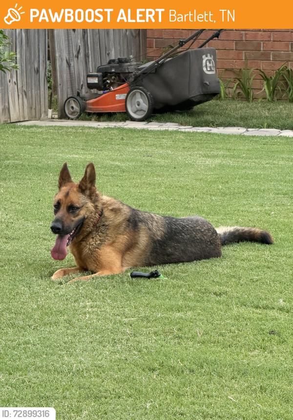 Found/Stray Female Dog last seen Daybreak Subdivision in Bartlett, Bartlett, TN 38135