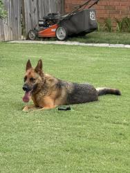 Found/Stray Female Dog last seen Daybreak Subdivision in Bartlett, Bartlett, TN 38135