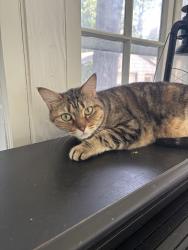 Lost Female Cat last seen Glenview Dr. belleville, Belleville, IL 62223
