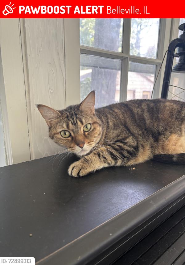 Lost Female Cat last seen Glenview Dr. belleville, Belleville, IL 62223