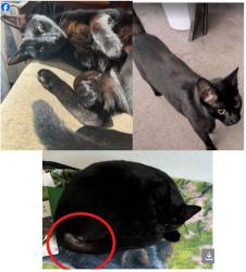 Lost Male Cat last seen 6th Street and Sherman Street, Woodland, CA 95695, Woodland, CA 95695