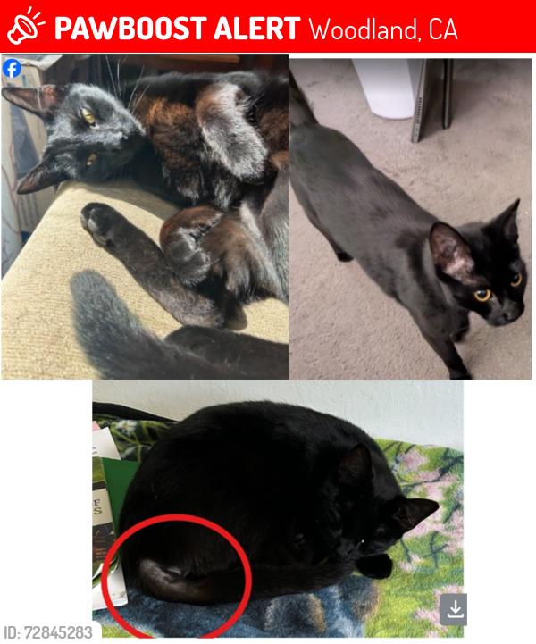 Lost Male Cat last seen 6th Street and Sherman Street, Woodland, CA 95695, Woodland, CA 95695