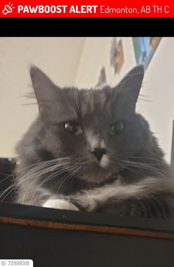 Lost Female Cat last seen Near ave, Edmonton, AB T5H 3C7
