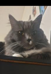 Lost Female Cat last seen Near ave, Edmonton, AB T5H 3C7