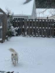 Lost Female Dog last seen Ridge bluff road , Mooresville, NC 28115
