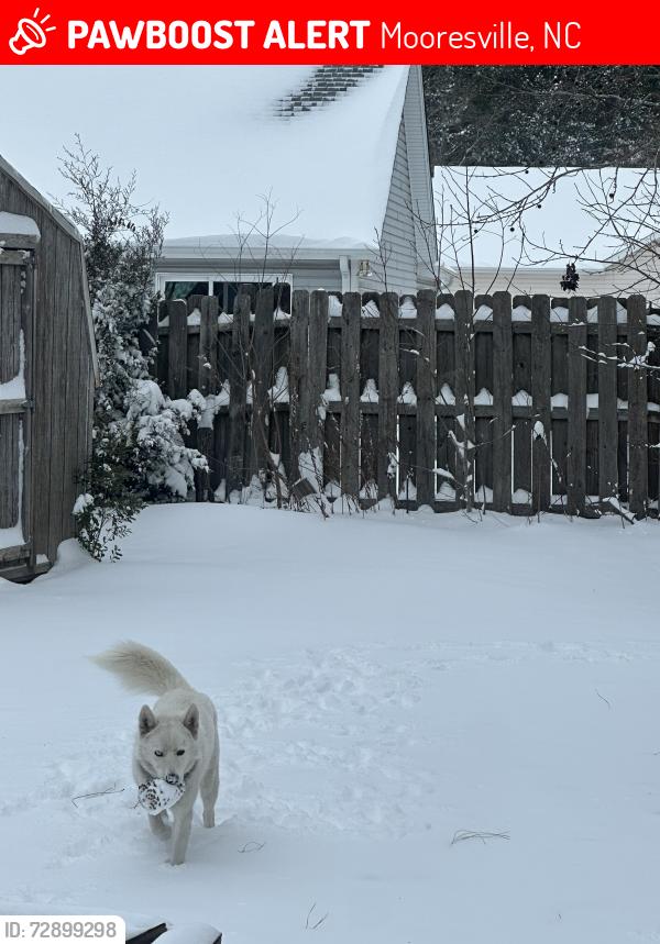 Lost Female Dog last seen Ridge bluff road , Mooresville, NC 28115