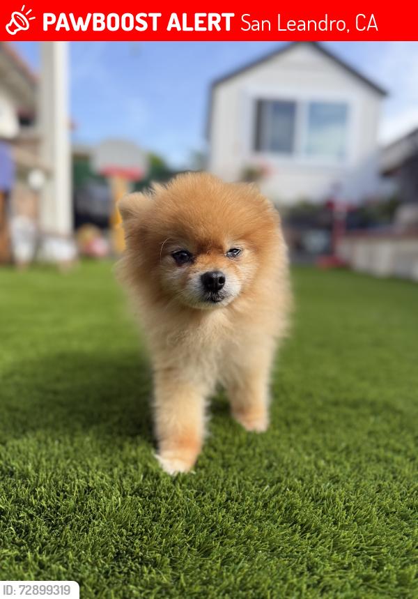 Lost Male Dog last seen Bermuda Ave, San Leandro, CA 94577