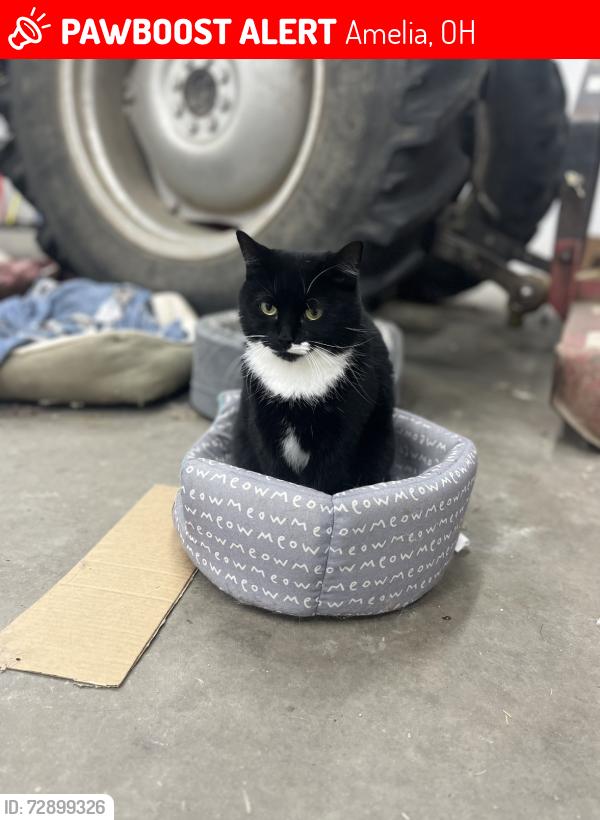 Lost Female Cat last seen Thornberry road , Amelia, OH 45102