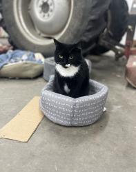 Lost Female Cat last seen Thornberry road , Amelia, OH 45102