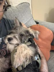Lost Male Dog last seen Near W Shandon Ave , Midland, TX 79705