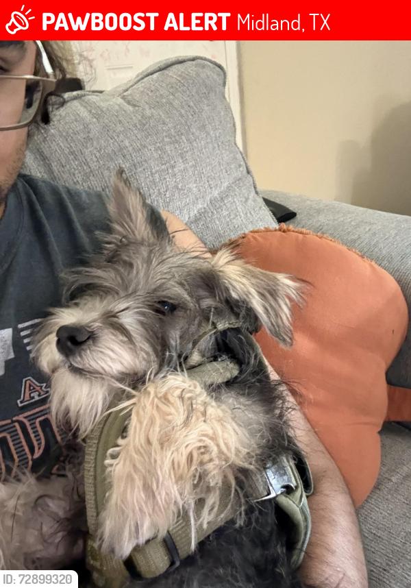 Lost Male Dog last seen Near W Shandon Ave , Midland, TX 79705