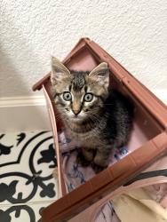 Found/Stray Male Cat last seen Foxglove, Burleson, TX 76028