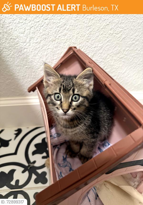 Found/Stray Male Cat last seen Foxglove, Burleson, TX 76028