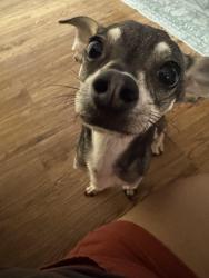 Found/Stray Male Dog last seen Brook hollow library , San Antonio, TX 78232