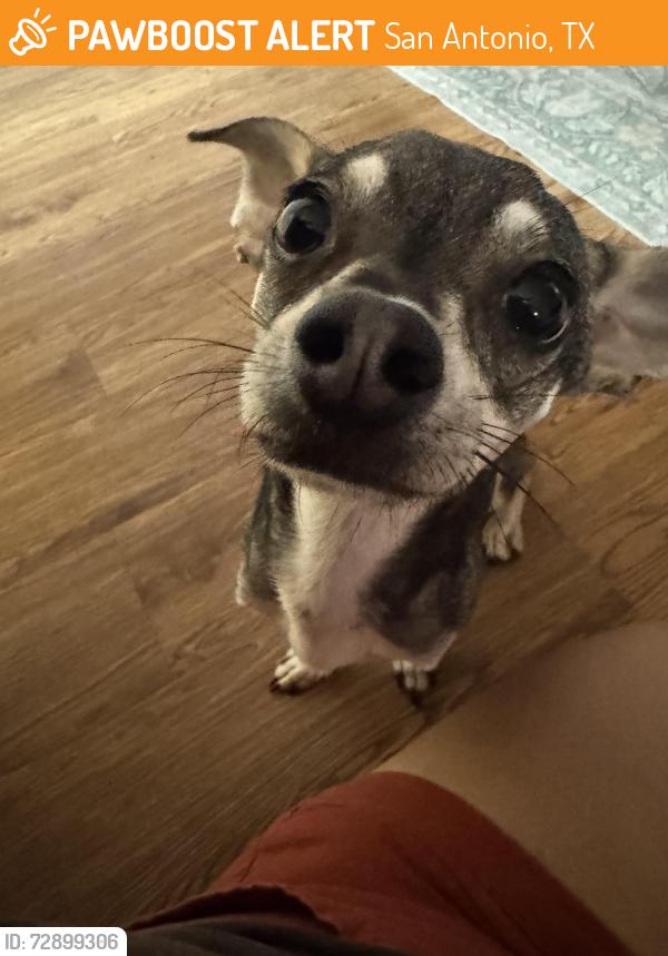 Found/Stray Male Dog last seen Brook hollow library , San Antonio, TX 78232