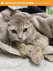 Shelter Stray Female Cat last seen Near Homstead st, 21218, MD, Baltimore, MD 21230