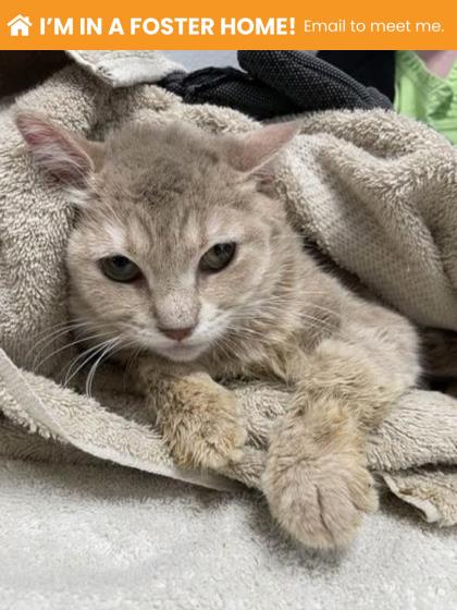Shelter Stray Female Cat last seen Near Homstead st, 21218, MD, Baltimore, MD 21230