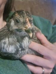 Shelter Stray Unknown Chicken last seen Fitchburg, WI 53719, Madison, WI 53718