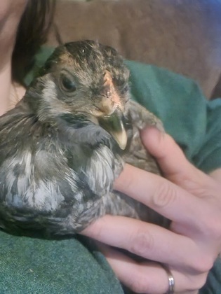 Shelter Stray Unknown Chicken last seen Fitchburg, WI 53719, Madison, WI 53718