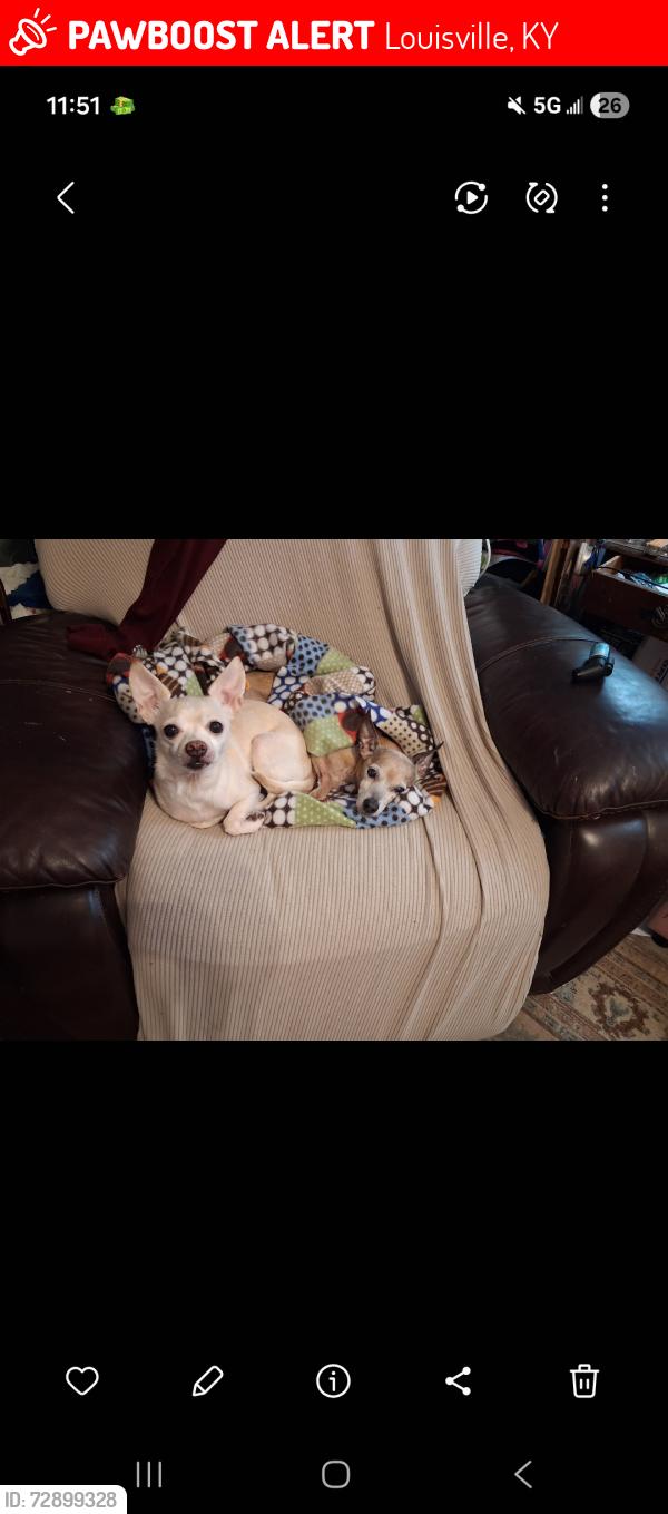 Lost Male Dog last seen Johnson town, Louisville, KY 40258