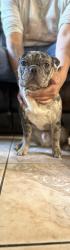 Lost Male Dog last seen Diane dr , Spring, TX 77373