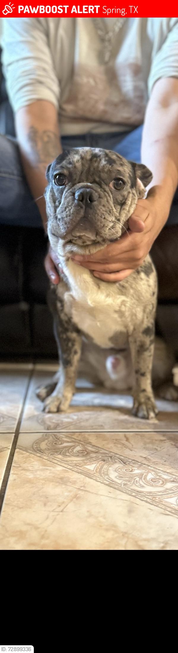 Lost Male Dog last seen Diane dr , Spring, TX 77373