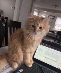 Reunited Male Cat last seen Jackson st and Watson st, Aurora, IL 60505