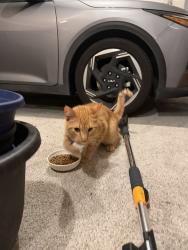 Found/Stray Unknown Cat last seen Cul del sac, Cedar Rapids, IA 52404