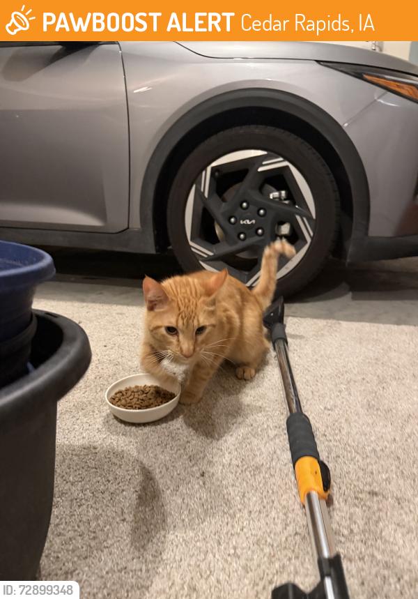 Found/Stray Unknown Cat last seen Cul del sac, Cedar Rapids, IA 52404