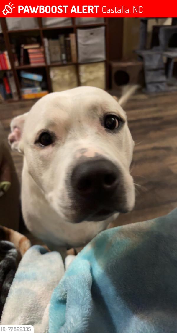 Lost Female Dog last seen Dollar General, Castalia, NC, Castalia, NC 27816