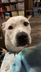 Lost Female Dog last seen Dollar General, Castalia, NC, Castalia, NC 27816