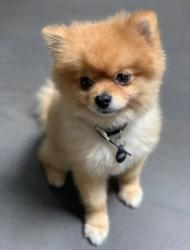 Reunited Male Dog last seen Bermuda , San Leandro, CA 94577