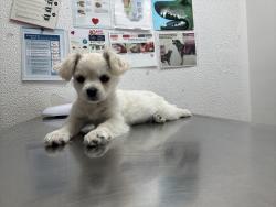 Lost Female Dog last seen Harper & West, Pasadena, TX 77502