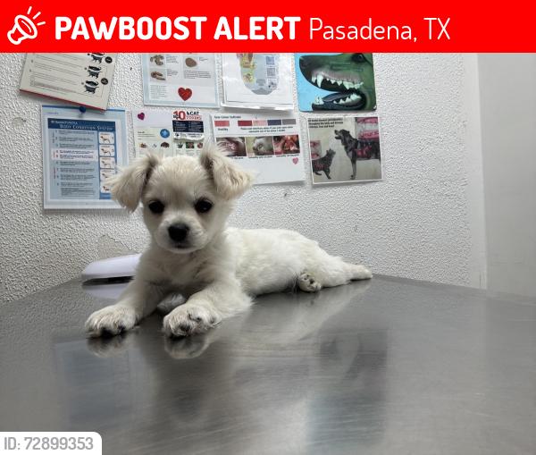 Lost Female Dog last seen Harper & West, Pasadena, TX 77502