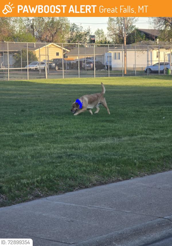 Found/Stray Female Dog last seen Sunrise Park, Great Falls, MT 59405
