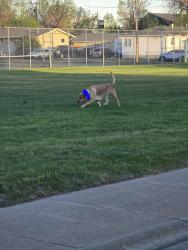 Found/Stray Female Dog last seen Sunrise Park, Great Falls, MT 59405