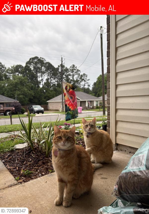 Lost Female Cat last seen Copeland Island, Mobile, AL 36695
