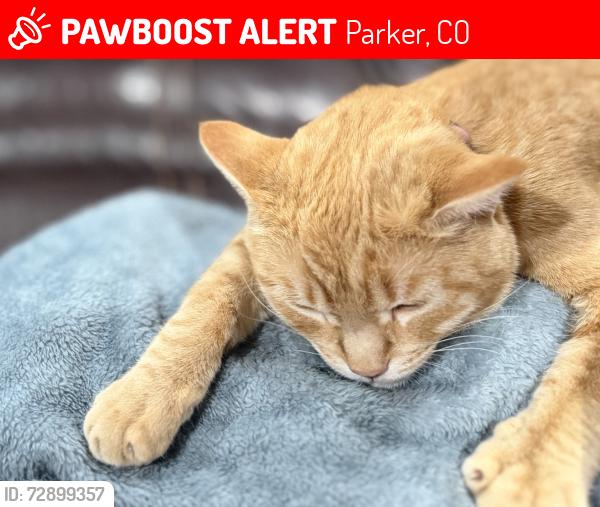 Lost Female Cat last seen Jordan, Parker, CO 80134