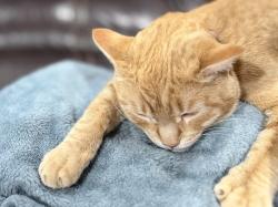 Lost Female Cat last seen Jordan, Parker, CO 80134