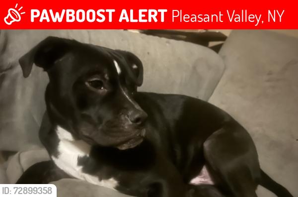 Lost Male Dog last seen Gretna rd, Pleasant Valley, NY 12569