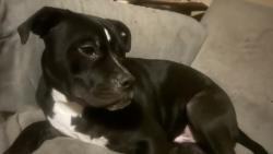 Lost Male Dog last seen Gretna rd, Pleasant Valley, NY 12569