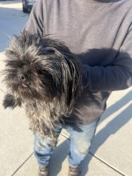 Reunited Female Dog last seen Almeria middle school , Fontana, CA 92336