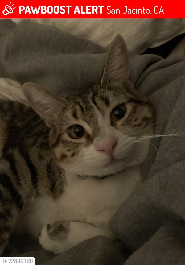 Lost Male Cat last seen 7th and main st , San Jacinto, CA 92583
