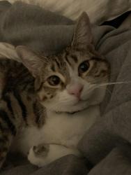 Lost Male Cat last seen 7th and main st , San Jacinto, CA 92583