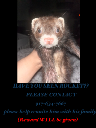 Lost Male Ferret last seen Post ave, Yonkers, NY 10705