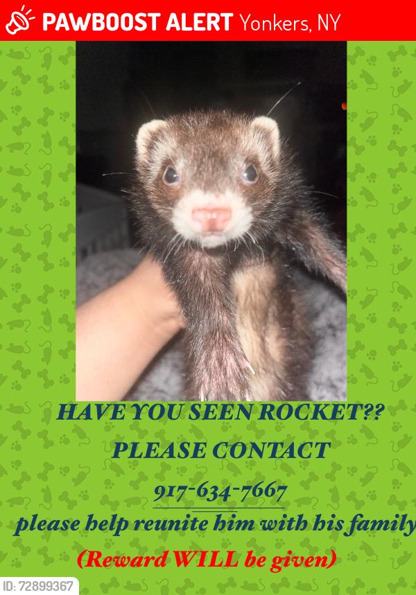 Lost Male Ferret last seen Post ave, Yonkers, NY 10705