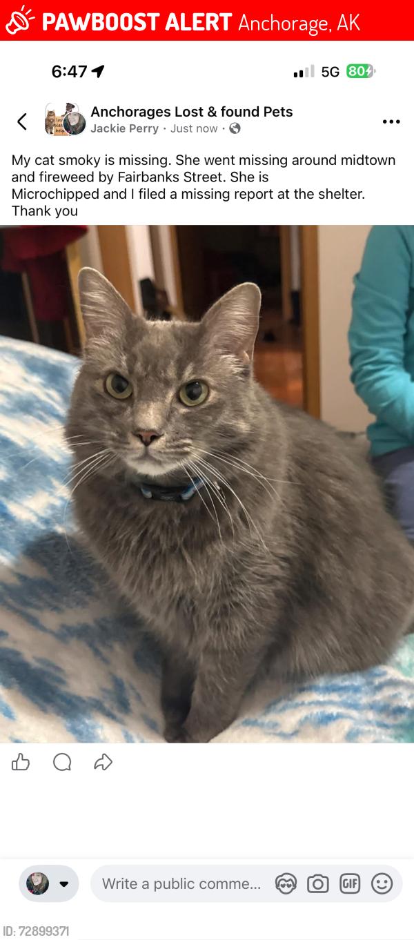 Lost Female Cat last seen Fireweed and Fairbanks street , Anchorage, AK 99503