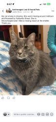 Lost Female Cat last seen Fireweed and Fairbanks street , Anchorage, AK 99503