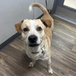 Shelter Stray Male Dog last seen Del Mar Place, San Diego, CA, 92121, San Diego, CA 92110